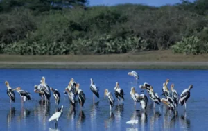 Jaipur Bharatpur Agra Road Trip